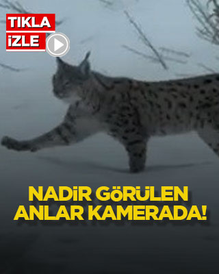 Nadir görülen anlar kamerada!