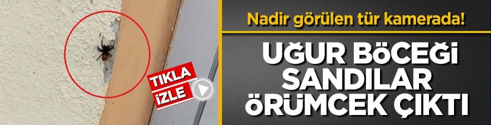Nadir görülen tür kamerada! Uğur böceği sandılar, örümcek çıktı