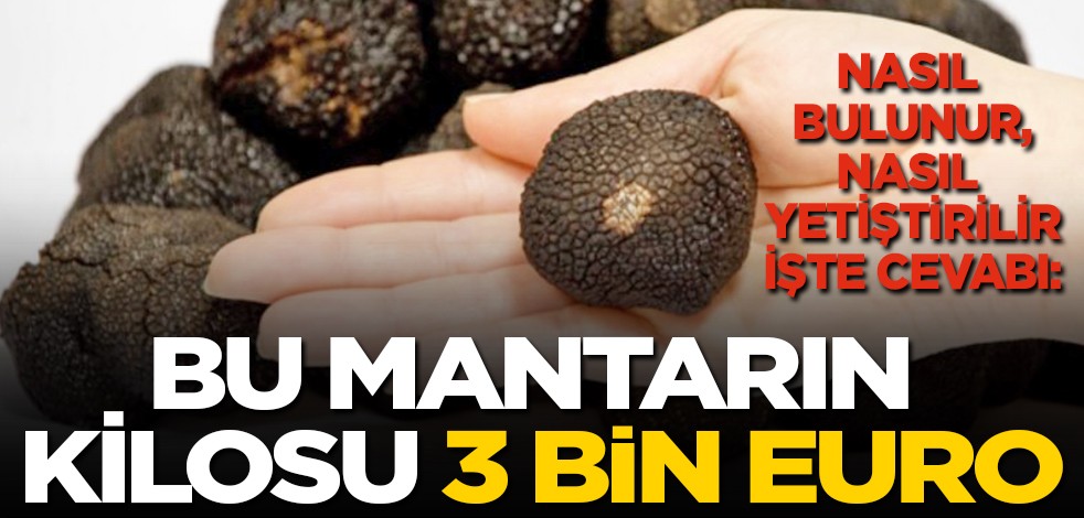 Nasıl bulunur, nasıl yetiştirilir işte cevabı: Bu mantarın kilosu 3 bin EURO