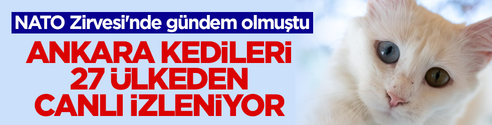 NATO Zirvesi'nde gündem olmuştu! Ankara kedileri 27 ülkeden canlı izleniyor