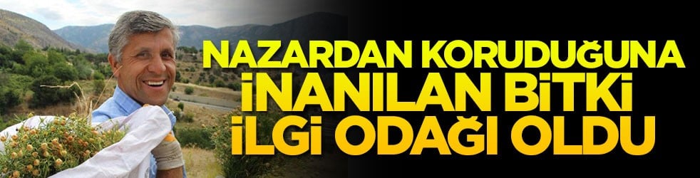 Nazardan koruduğuna inanılan bitki ilgi odağı oldu