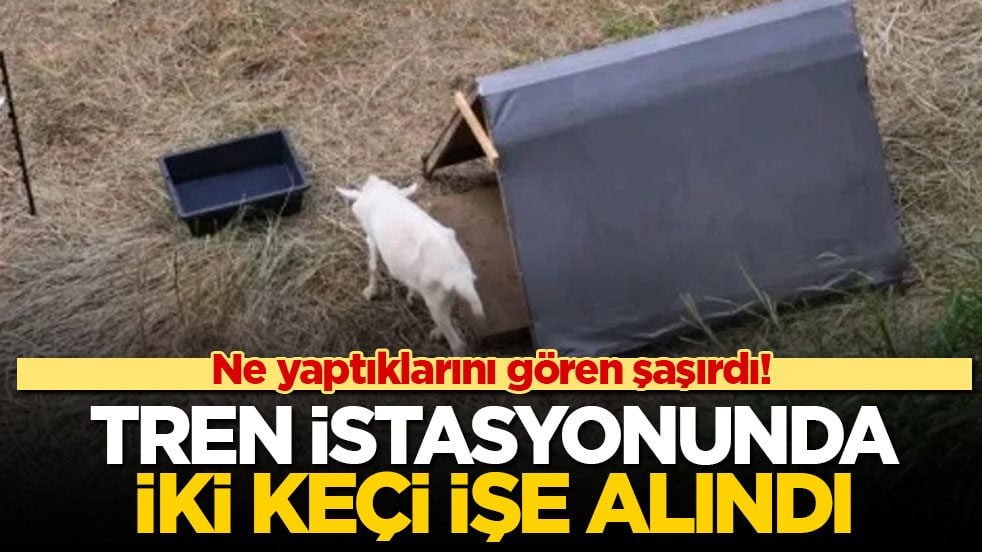 Ne yaptıklarını gören şaşırdı! Tren istasyonunda iki keçi işe alındı