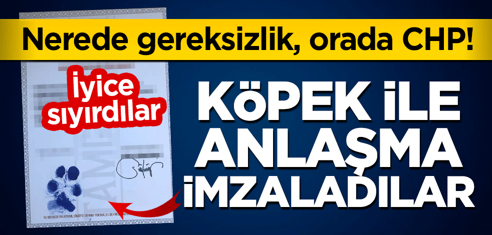 Nerede gereksizlik, orada CHP! İyice sıyırdılar: Köpek ile anlaşma imzaladılar