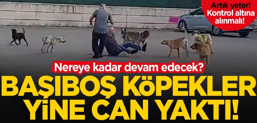 Nereye kadar devam edecek? Başıboş köpekler yine can yaktı!