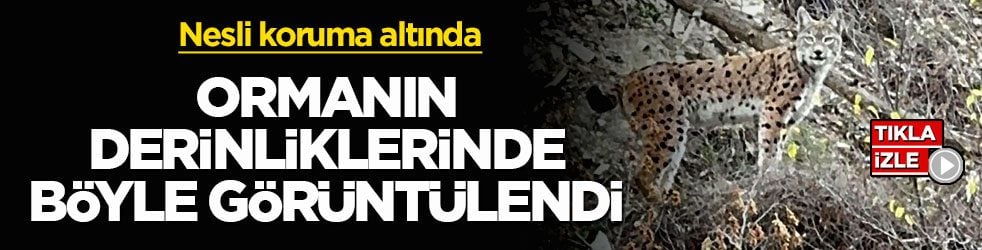 Nesli koruma altında! Ormanın derinliklerinde böyle görüntülendi