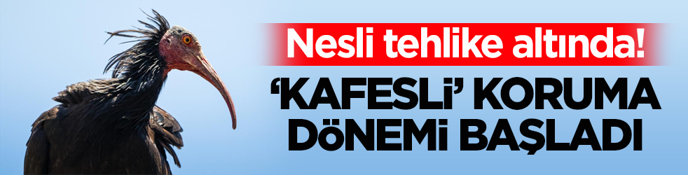 Nesli tehlike altında! Kelaynaklar için ‘kafesli’ koruma dönemi başladı