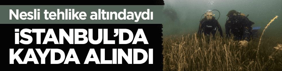 Nesli tehlike altındaydı! İstanbul’da kayda alındı