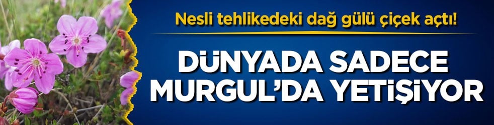 Nesli tehlikedeki dağ gülü çiçek açtı! Dünyada sadece Murgul’da yetişiyor