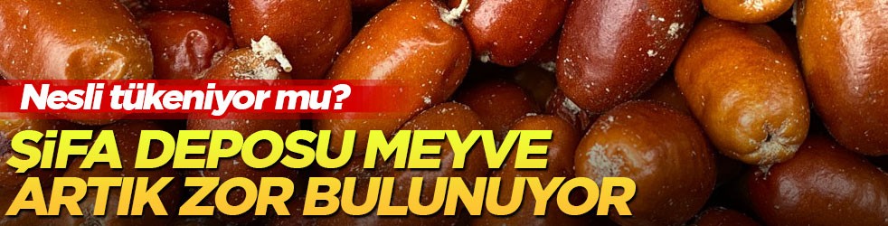 Nesli tükeniyor mu? Şifa deposu meyve artık zor bulunuyor