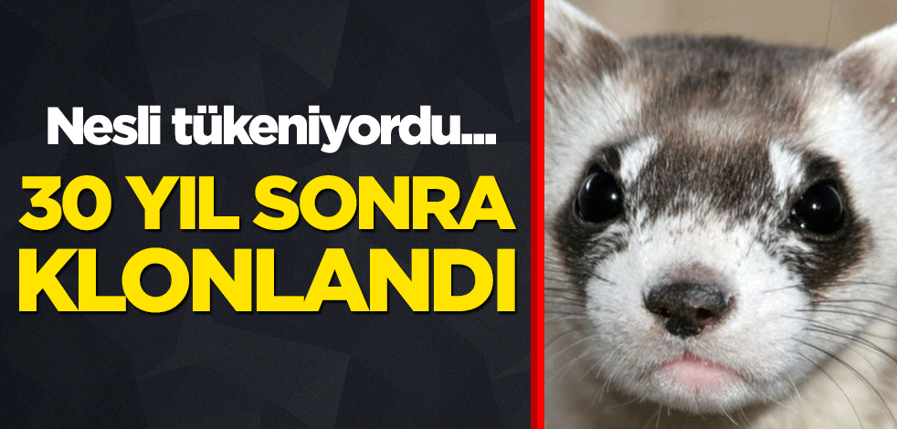 Nesli tükeniyordu... 30 yıl sonra klonlandı