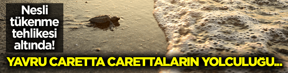 Nesli tükenme tehlikesi altında! Caretta carettaların yuvalarında yavru çıkışları sürüyor