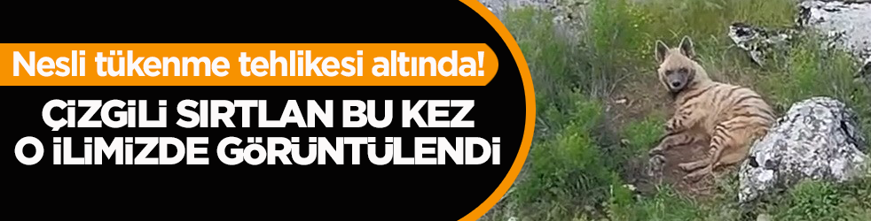 Nesli tükenme tehlikesi altında! Çizgili sırtlan bu kez o ilimizde görüntülendi