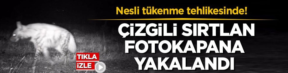 Nesli tükenme tehlikesinde! Çizgili sırtlan fotokapana yakalandı