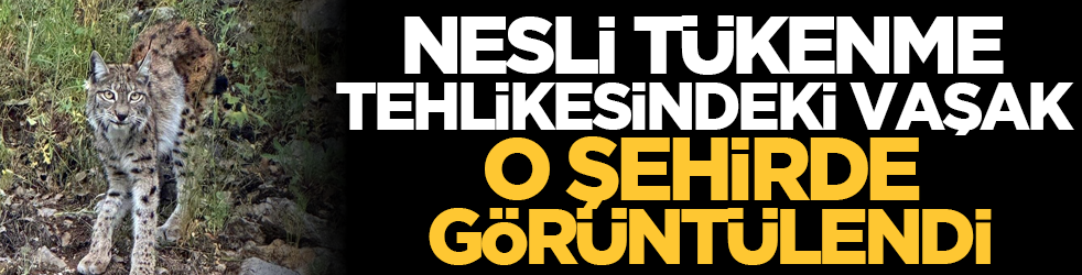 Nesli tükenme tehlikesindeki vaşak o şehirde görüntülendi