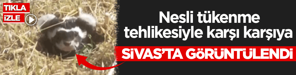 Nesli t&uuml;kenme tehlikesiyle karşı karşıya! Alaca sansarı, Sivas&rsquo;ta g&ouml;r&uuml;nt&uuml;lendi