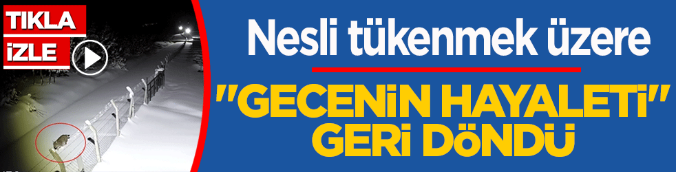 Nesli tükenmek üzere! ‘Gecenin hayaleti’ geri döndü