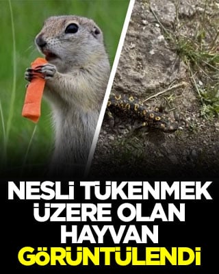 Nesli tükenmek üzere olan hayvan görüntülendi
