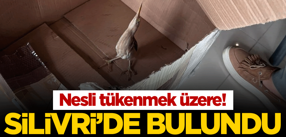 Nesli tükenmek üzere! Silivri'de bulundu