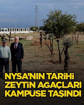 Nysa’nın tarihi zeytin ağaçları kampüse taşındı