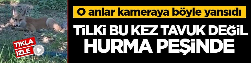 O anlar kameraya böyle yansıdı! Tilki bu kez tavuk değil hurma peşinde