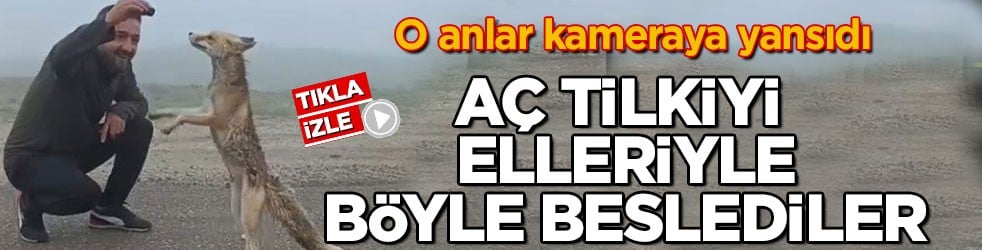 O anlar kameraya yansıdı! Aç tilkiyi elleriyle böyle beslediler