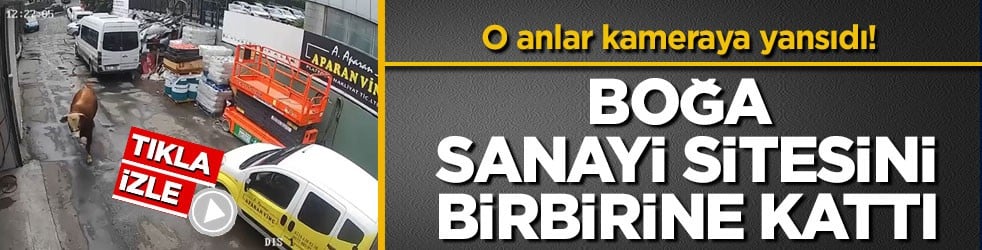 O anlar kameraya yansıdı! Boğa sanayi sitesini birbirine kattı