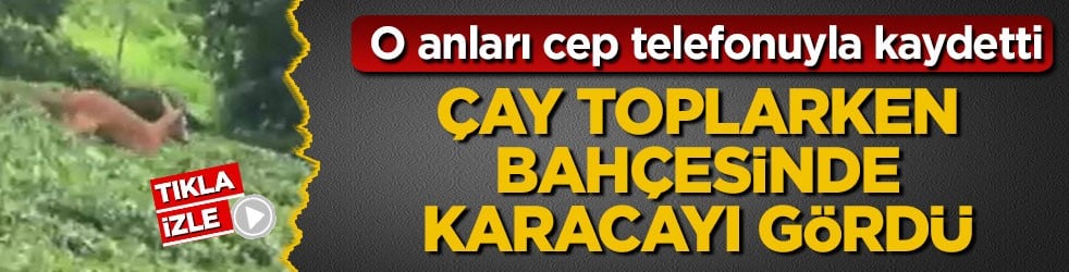 O anları cep telefonuyla kaydetti! Çay toplarken bahçesinde karacayı gördü