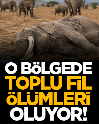 O bölgede toplu fil ölümleri oluyor!