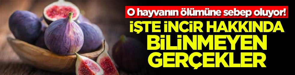 O hayvanın ölümüne sebep oluyor! İşte incir hakkında bilinmeyen gerçekler