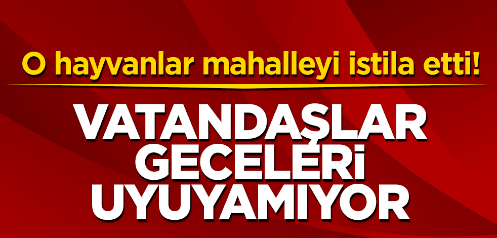 O hayvanlar mahalleyi istila etti!Halk geceleri uyuyamıyor