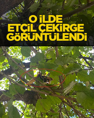 O ilde etçil çekirge görüntülendi