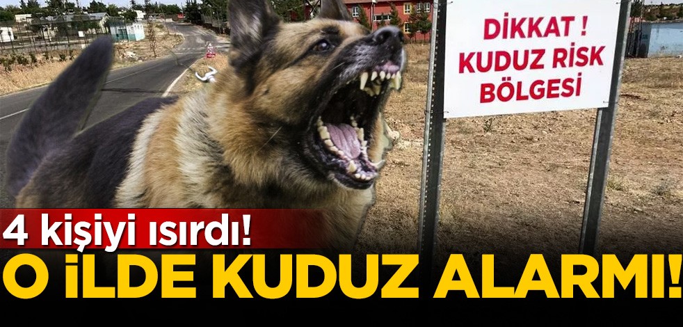 O ilde kuduz köpek alarmı! 4 kişi ısırıldı