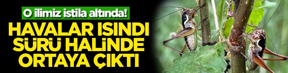 O ilimiz istila altında! Havalar ısındı sürü halinde ortaya çıktı