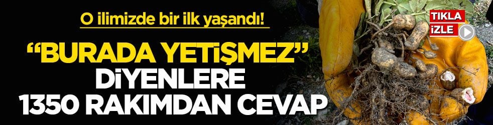 O ilimizde bir ilk yaşandı! “Burada yetişmez” diyenlere 1350 rakımdan cevap