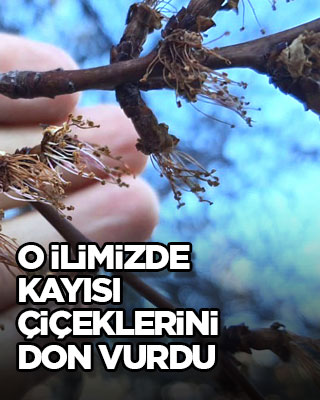 O ilimizde kayısı çiçeklerini don vurdu