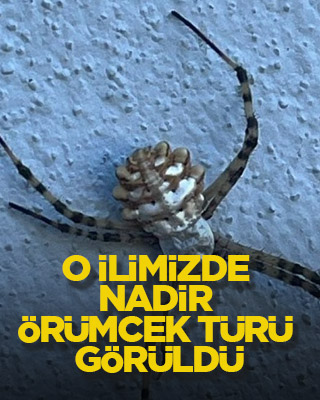 O ilimizde nadir örümcek türü görüldü