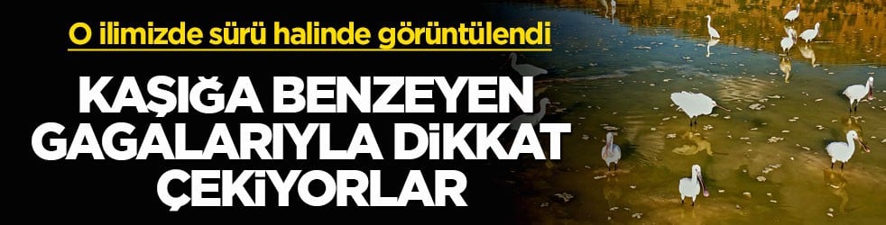 O ilimizde sürü halinde görüntülendi! Kaşığa benzeyen gagalarıyla dikkat çekiyorlar