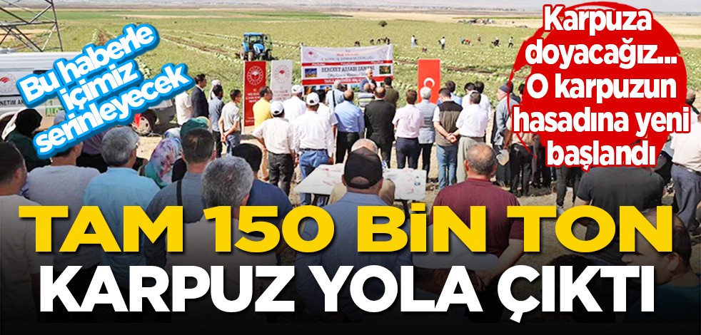 O karpuzun hasadına yeni başlandı: Tam 150 bin ton karpuz yola çıktı