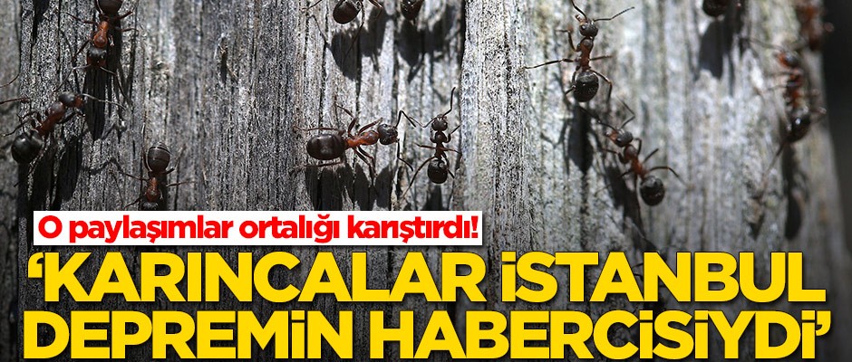 O paylaşımlar ortalığı karıştırdı! 'Karıncalar İstanbul depremin habercisiydi'