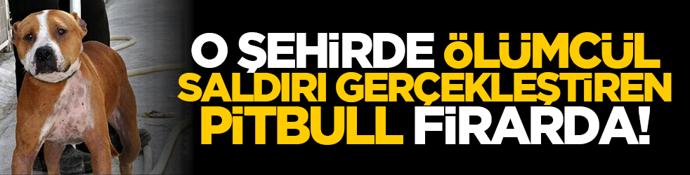 O şehirde ölümcül saldırı gerçekleştiren pitbull firarda!