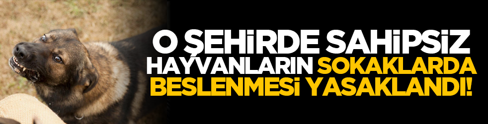 O şehirde sahipsiz hayvanların sokaklarda beslenmesi yasaklandı!