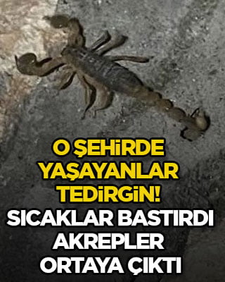 O şehirde yaşayanlar tedirgin! Sıcaklar bastırdı, akrepler ortaya çıktı