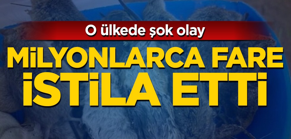 O ülkede şok! Milyonlarca fare istila etti, önüne geçilemiyor