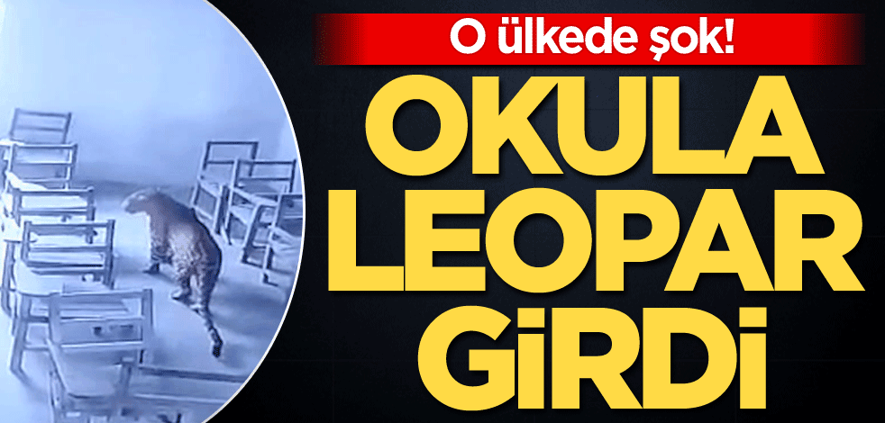 O ülkede şok! Okula leopar girdi