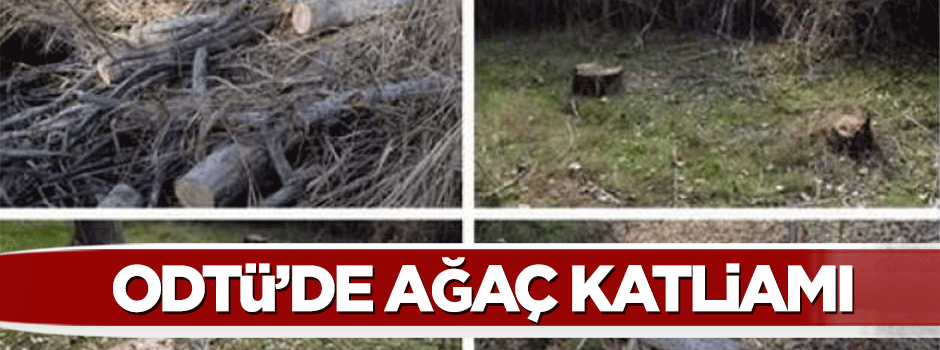 ODTÜ restoran için Eymir'de ağaç katliamı yaptı
