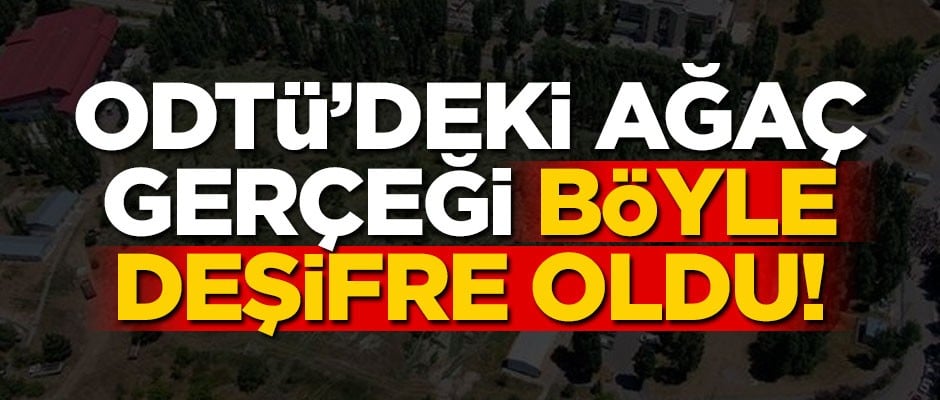ODTÜ’deki ağaç gerçeği böyle deşifre oldu!
