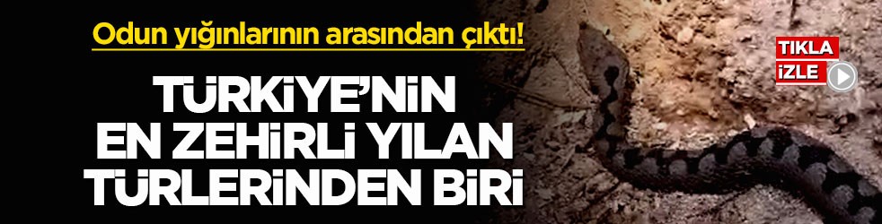 Odun yığınlarının arasından çıktı! Türkiye’nin en zehirli yılan türlerinden biri