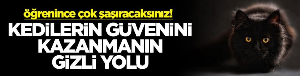 Öğrenince çok şaşıracaksınız! Kedilerin güvenini kazanmanın gizli yolu