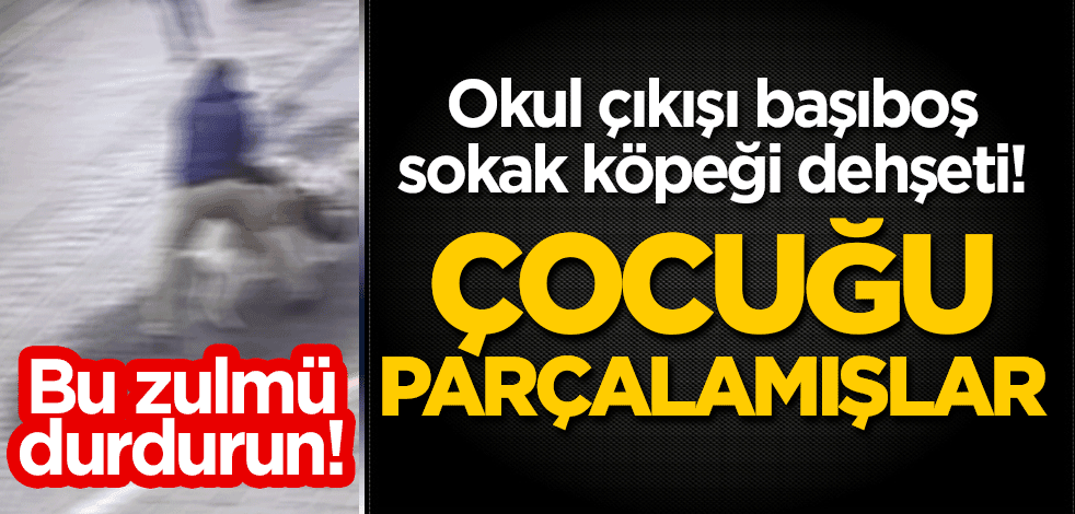 Okul çıkışı başıboş köpek dehşeti! "Çocuğu parçalamışlar"