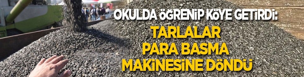 Okulda öğrenip köye getirdi: Tarlalar para basma makinesine döndü
